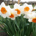 Narcissus grande couronne 'Professor Einstein'